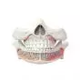 The baby teeth model Mediprem