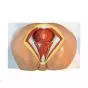 Mediprem female perineum model 