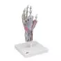 Hand Skeleton Model with Ligaments and Muscles M33/1