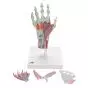 Hand Skeleton Model with Ligaments and Muscles M33/1