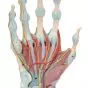 Hand Skeleton Model with Ligaments and Muscles M33/1