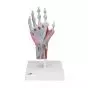 Hand Skeleton Model with Ligaments and Muscles M33/1