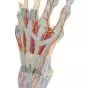 Hand Skeleton Model with Ligaments and Muscles M33/1