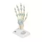 Hand Skeleton Model with Ligaments and Carpal Tunnel M33