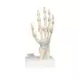 Hand Skeleton Model with Ligaments and Carpal Tunnel M33