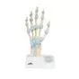 Hand Skeleton Model with Ligaments and Carpal Tunnel M33