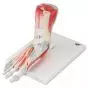 Foot Skeleton Model with Ligaments and Muscles M34/1