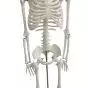 Mediprem human skeleton model 85 cm tall