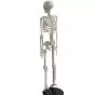 Mediprem human skeleton model 85 cm tall