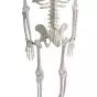 Mediprem human skeleton model 85 cm tall