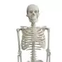 Mediprem human skeleton model 85 cm tall