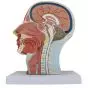 Mediprem median section of the head relief model 