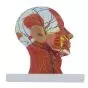 Mediprem median section of the head relief model 