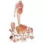 Model of caucasian bisexual human body, Life size, 39-part  B53