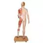 Model of caucasian bisexual human body, Life size, 39-part  B53