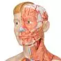 Model of caucasian bisexual human body, Life size, 39-part  B53