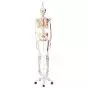 MAX, Human Skeleton Model, on 5 star roller stand A11/1