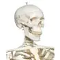 Human Skeleton Model Stan, mounted on a 5-star-base stand A10