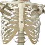 Human Skeleton Model Stan, mounted on a 5-star-base stand A10