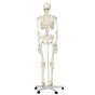 Human Skeleton Model Stan, mounted on a 5-star-base stand A10