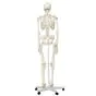 Human Skeleton Model Stan, mounted on a 5-star-base stand A10