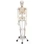 Human Skeleton Model Stan, mounted on a 5-star-base stand A10