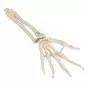 Hand Skeleton with Ulna and Radius, wire-mounted, right A40/3R