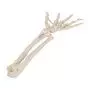 Hand Skeleton with Ulna and Radius, wire-mounted, right A40/3R