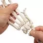 Hand Skeleton with Ulna and Radius, wire-mounted, right A40/3R