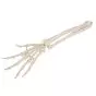 Hand Skeleton with Ulna and Radius, wire-mounted, right A40/3R