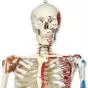 SAM, Deluxe Human Skeleton Sam, flexible with muscles origins and insertion and ligaments, A13/1