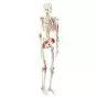 SAM, Deluxe Human Skeleton Sam, flexible with muscles origins and insertion and ligaments, A13/1