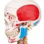 SAM, Deluxe Human Skeleton Sam, flexible with muscles origins and insertion and ligaments, A13/1
