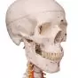 SAM, Deluxe Human Skeleton Sam, flexible with muscles origins and insertion and ligaments, A13/1