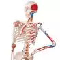 SAM, Deluxe Human Skeleton Sam, flexible with muscles origins and insertion and ligaments, A13/1