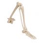 Leg Skeleton with hip bone, right  A36R