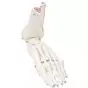 Foot and Ankle Skeleton A31L, left 