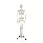 Functional Human Skeleton, A15/3