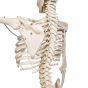 Functional Human Skeleton, A15/3