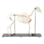 Horse Skeleton T30014