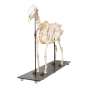 Horse Skeleton T30014