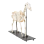 Horse Skeleton T30014