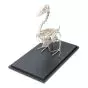 Mallard Duck skeleton (Anas platyrhynchos) T30035
