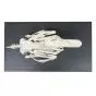 Mallard Duck skeleton (Anas platyrhynchos) T30035