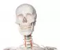 Human skeleton Oscar Erler Zimmer