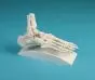 Skeleton of foot with tibia and fibula insertion with stand Erler Zimmer
