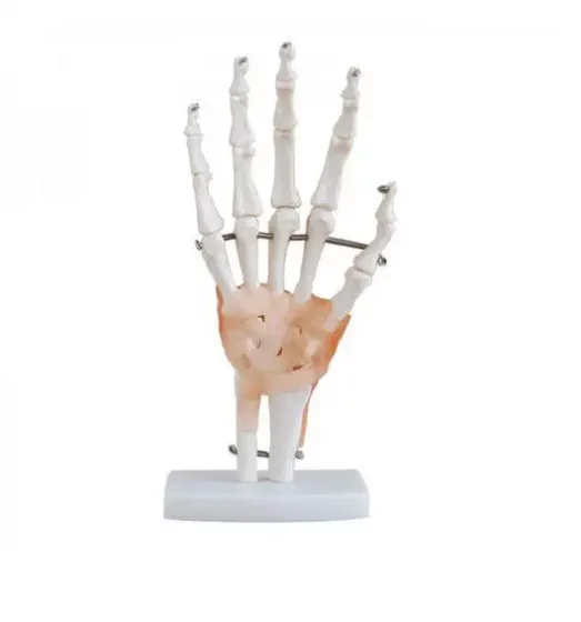 Mediprem hand skeleton model with ligaments
