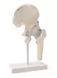 Hip joint with ligaments model Erler Zimmer