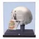 Deluxe Human Dental Skull with display globe A27/9