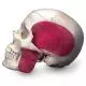 BONElike™ Transparent Human Skull A282